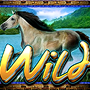 Wild серая лошадь