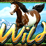 Wild пятнистая лошадь